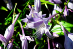 玉簪花