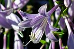 玉簪花