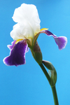 鸢尾花