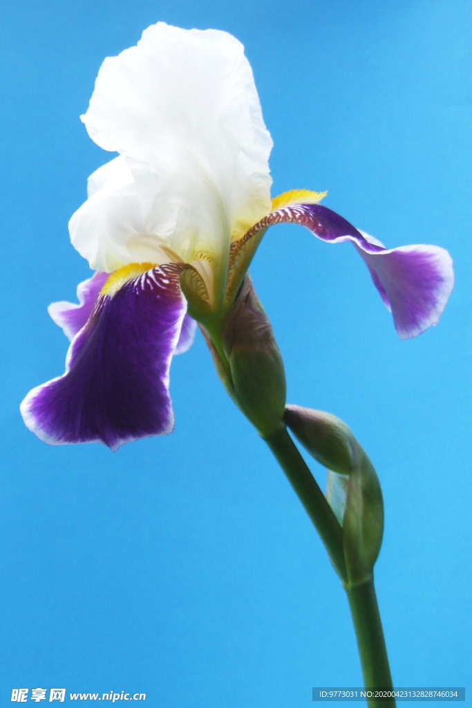 鸢尾花