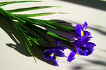 鸢尾花