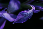 鸢尾花