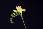 鸢尾花