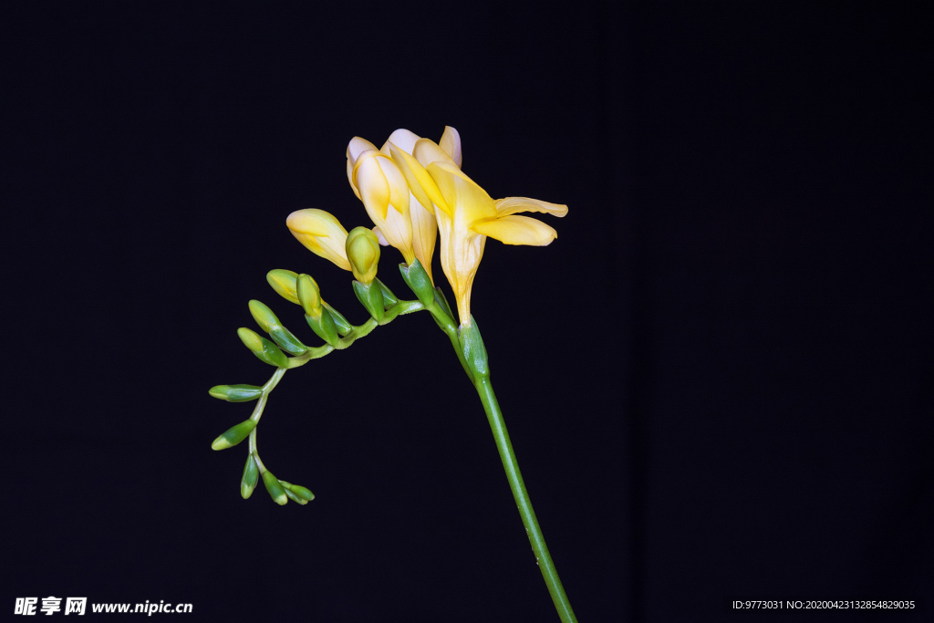 鸢尾花