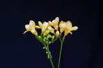 鸢尾花