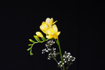 鸢尾花