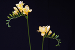 鸢尾花