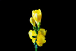 鸢尾花