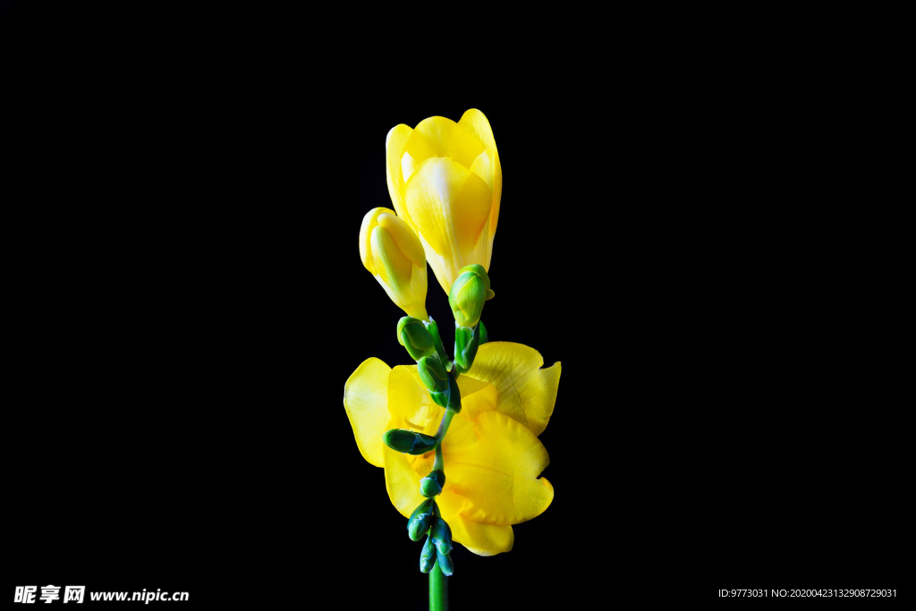 鸢尾花