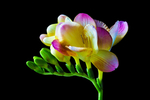 鸢尾花