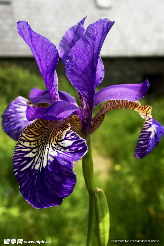 鸢尾花