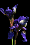 鸢尾花