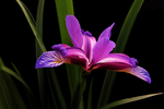 鸢尾花