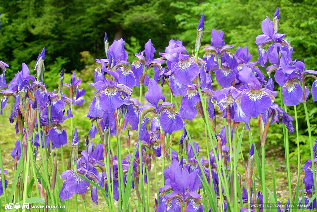鸢尾花