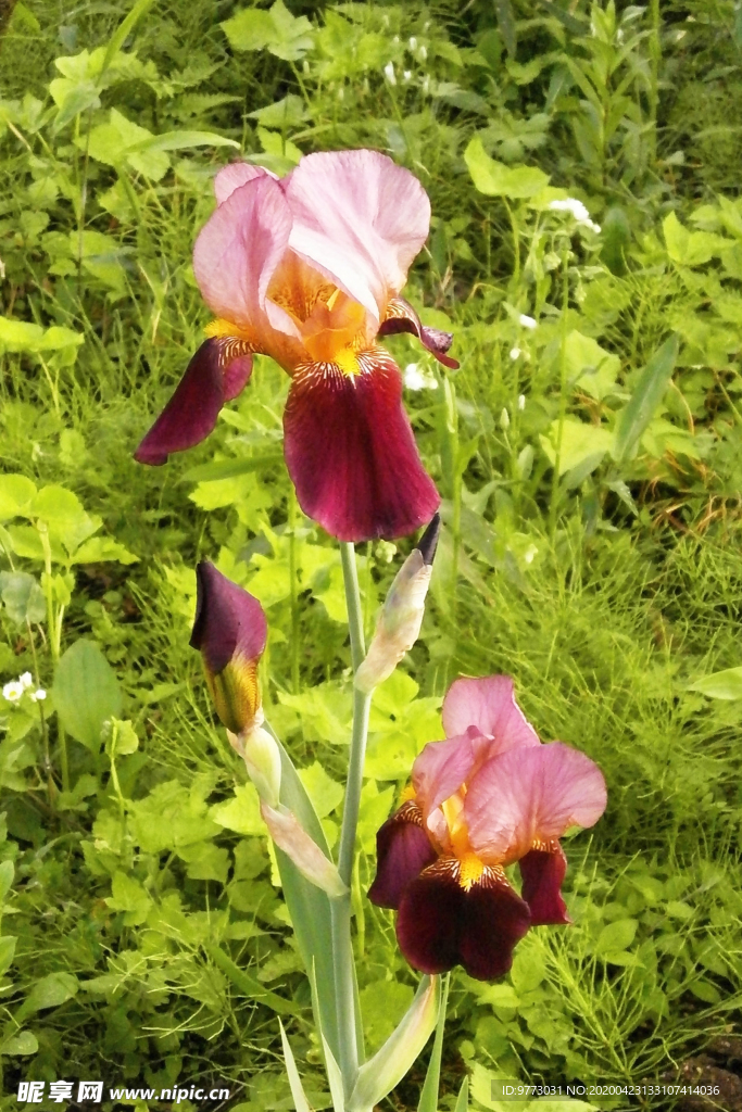鸢尾花