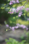 紫荆