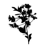 花枝
