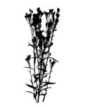 花枝