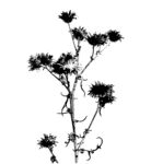 花枝