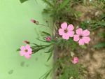 墙边的红花酢浆草