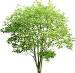 桂花树
