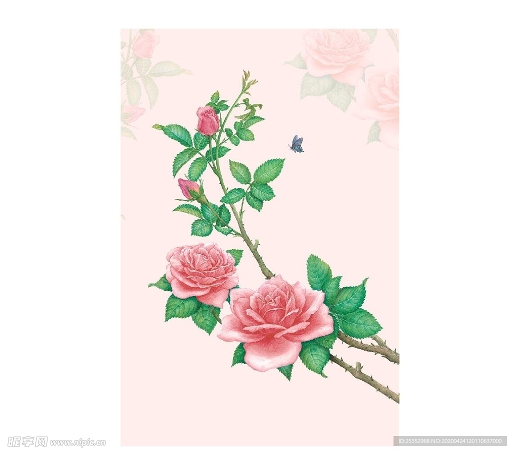 玫瑰花图片
