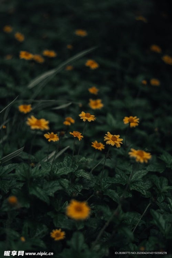 花