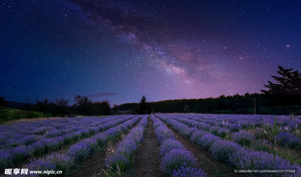 薰衣草 夜晚