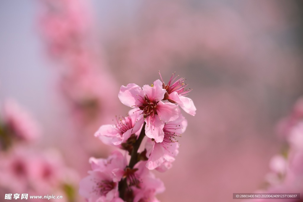 梅花