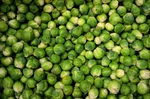 包菜卷心菜