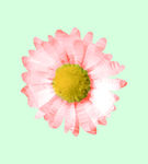 花朵