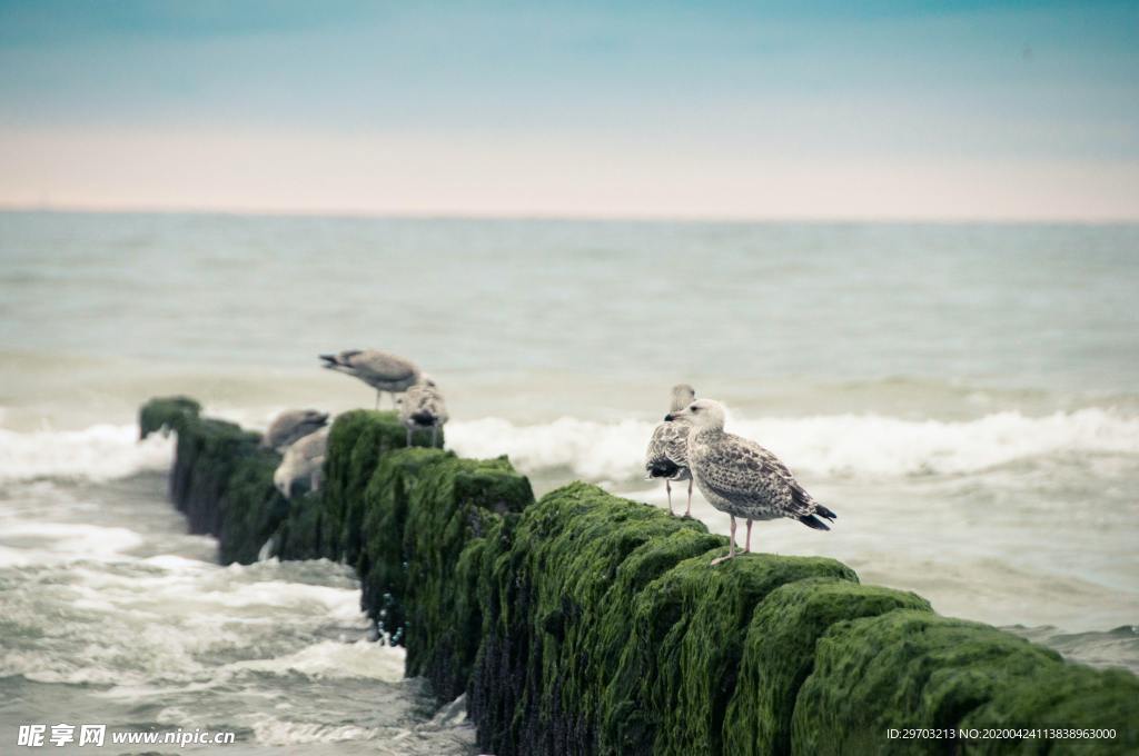 海鸥