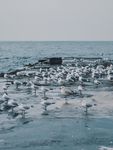 海鸥