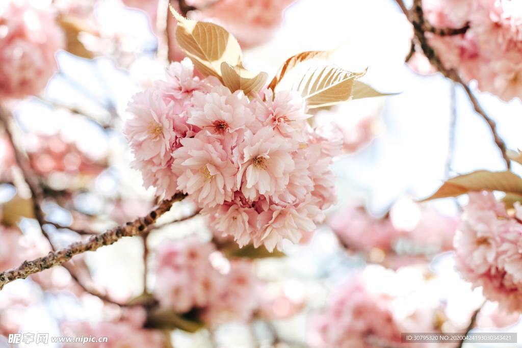 樱花