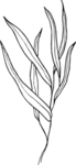 花草植物线稿PNG