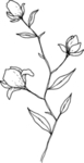 花苞线稿PNG图片