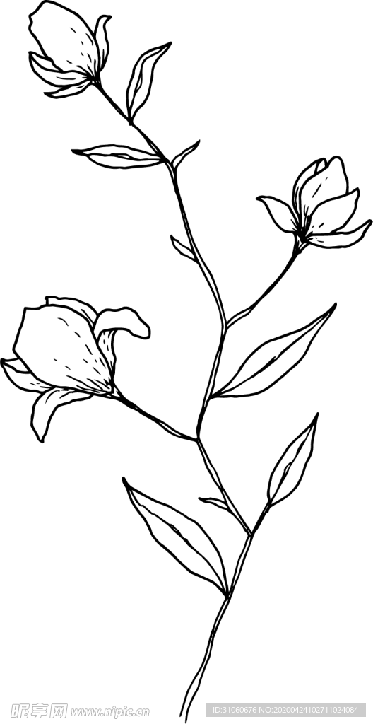 花苞线稿PNG图片