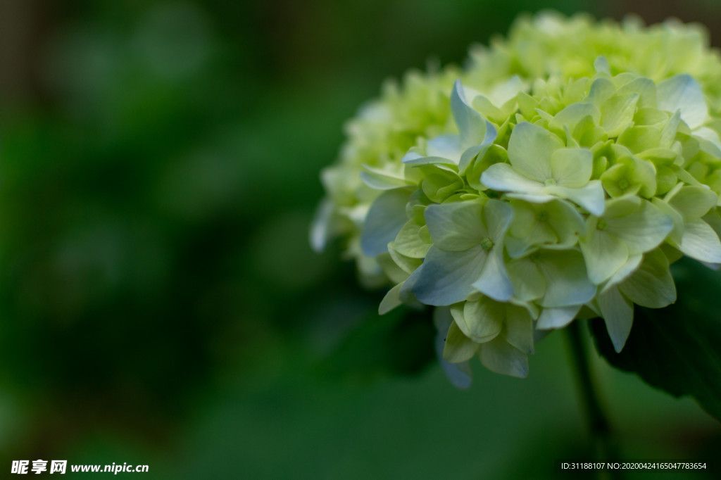 紫阳花