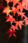 枫叶