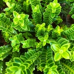 花草