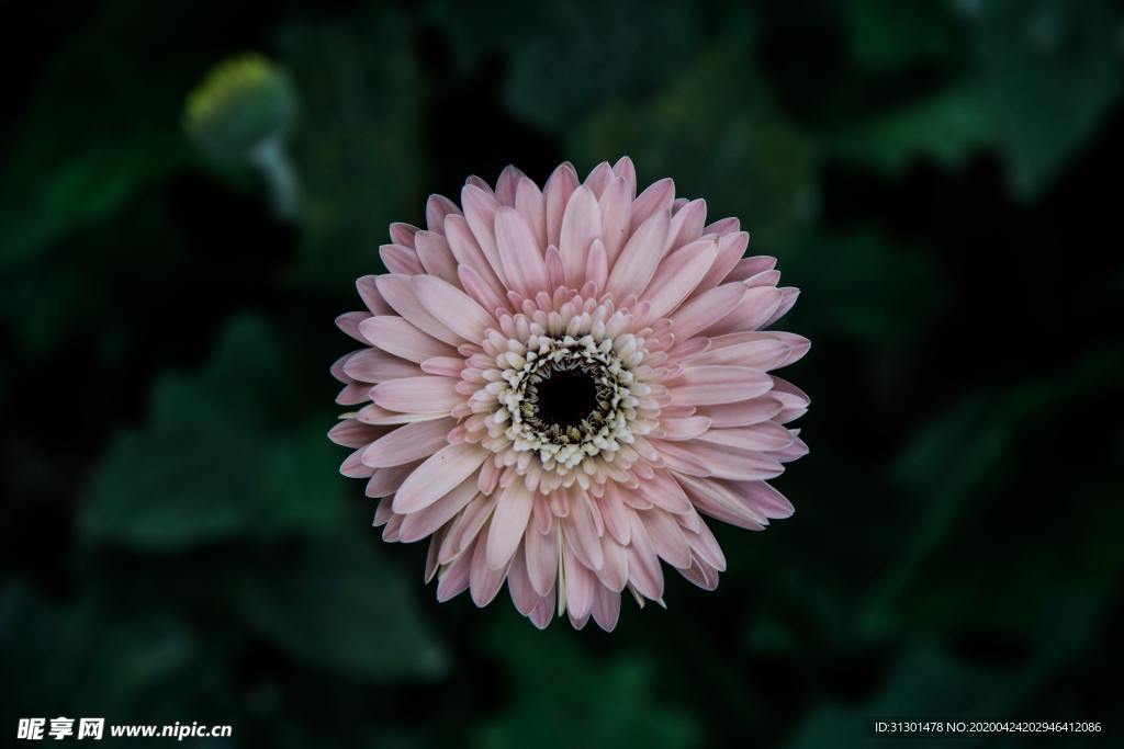 菊