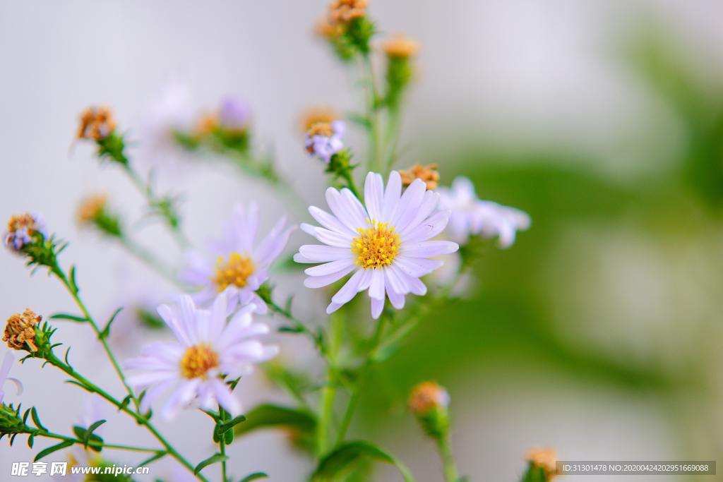 雏菊