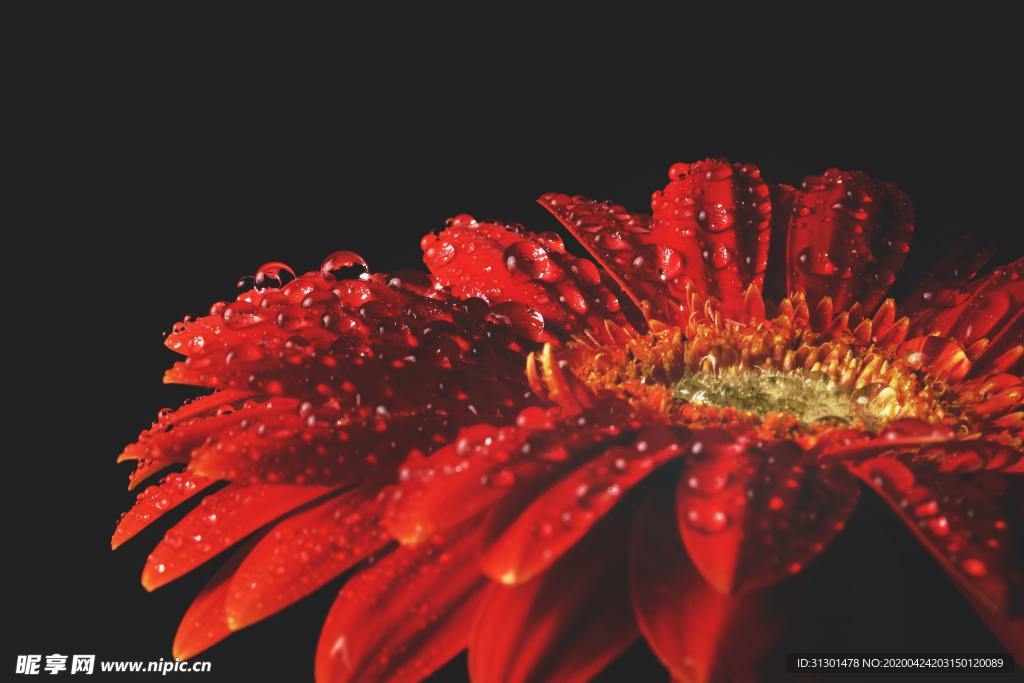 雏菊