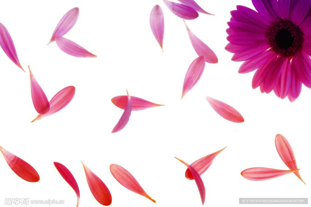 雏菊