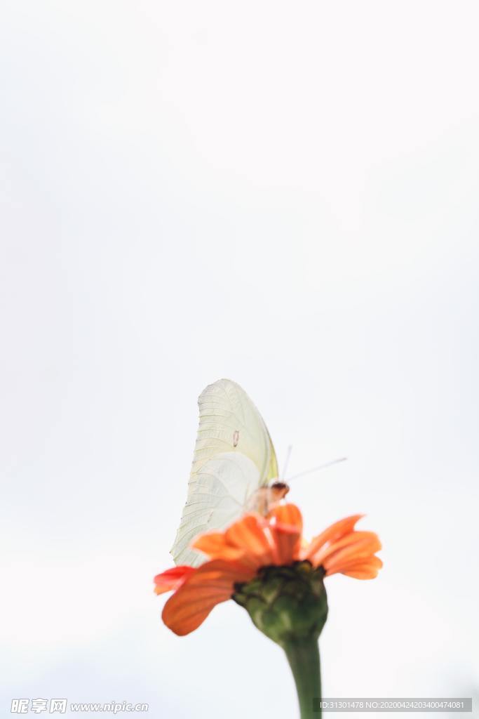 菊