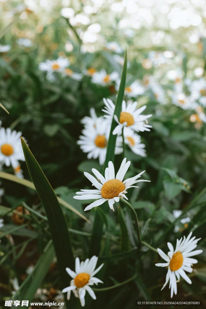 雏菊