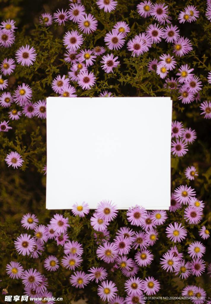 雏菊