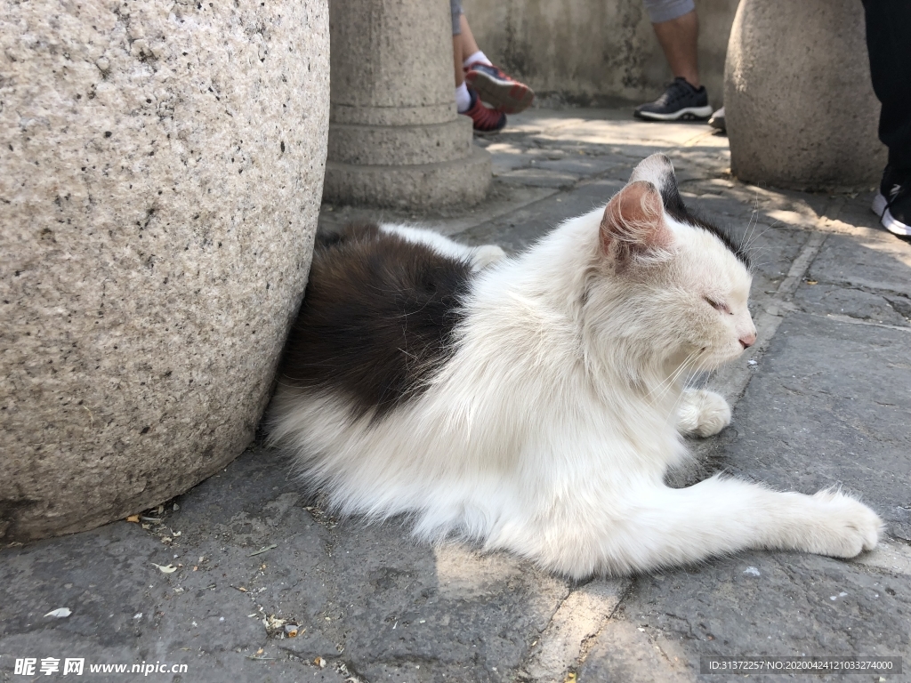 慕田峪长城上的猫