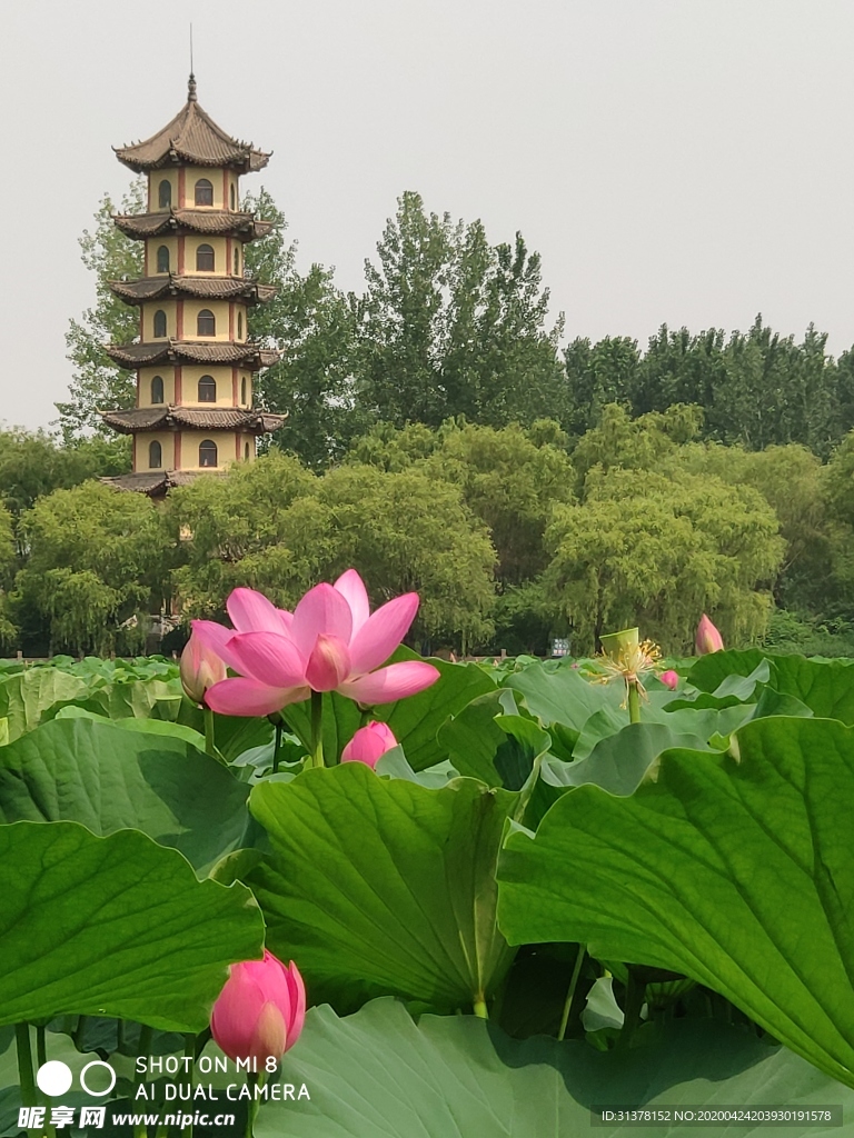 荷花