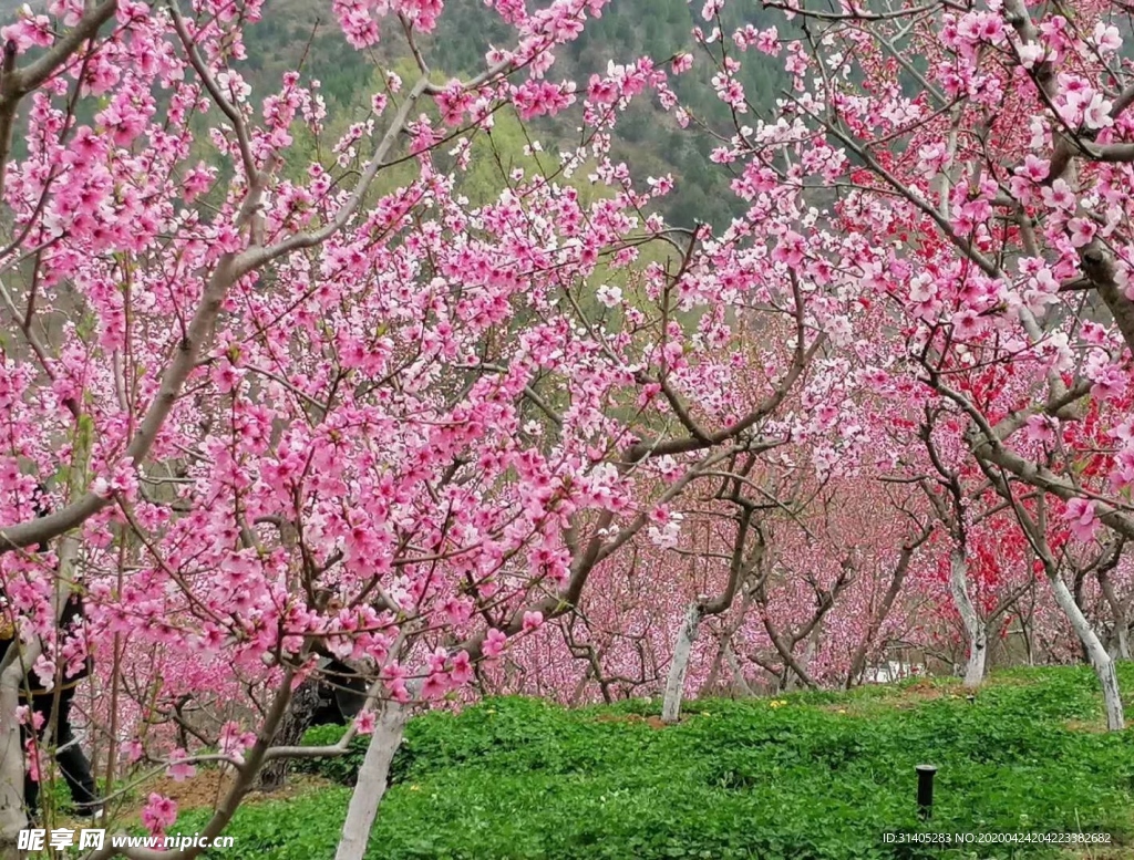 桃花源